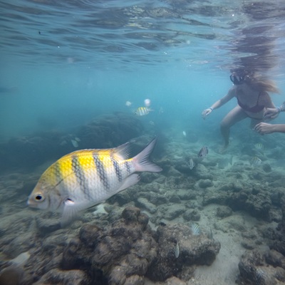 Direct beach access to the Akumal coral reef for snorkeling